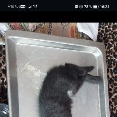 Подробнее об объявлении «Пропала кошка котенок Благовещенск (Амурская обл.)» Фото: пропала кошка  «Пропала кошка котенок Благовещенск (Амурская обл.)» в г. Благовещенск (Амурская обл.)