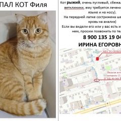 Подробнее об объявлении «Пропал кот (рыжий кот) Ростов-на-Дону» Фото: пропала кошка  «Пропал кот (рыжий кот) Ростов-на-Дону» в г. Ростов-на-Дону