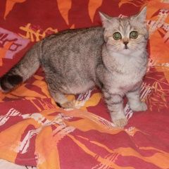 Подробнее об объявлении «Пропала кошка Хохольский» Фото: пропала кошка Британская короткошерстная «Пропала кошка Хохольский» в г. Хохольский