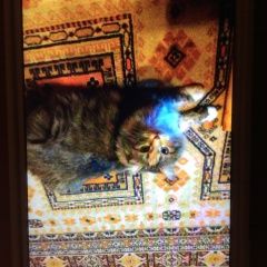 Подробнее об объявлении «Подольск Пропала кошка» Фото: пропала кошка  «Подольск Пропала кошка» в г. Подольск