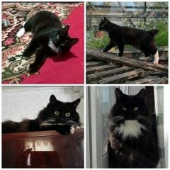 Подробнее об объявлении «Иркутск Пропала кошка» Фото: пропала кошка  «Иркутск Пропала кошка» в г. Иркутск