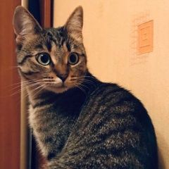 Подробнее об объявлении «Пропала кошка Москва» Фото: пропала кошка  «Пропала кошка Москва» в г. Москва