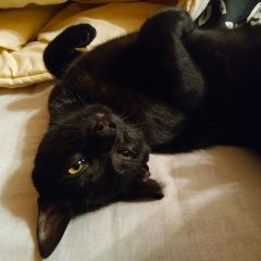 Подробнее об объявлении «Пропала кошка черная марти Москва» Фото: пропала кошка  «Пропала кошка черная марти Москва» в г. Москва