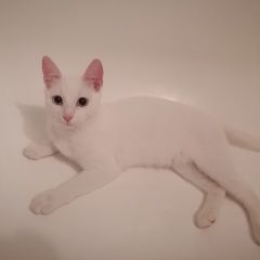 Подробнее об объявлении «Пропала кошка белая с голубыми глазами медведково Москва» Фото: пропала кошка  «Пропала кошка белая с голубыми глазами...» в г. Москва