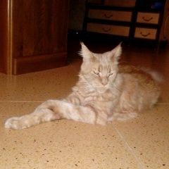 Подробнее об объявлении «Геленджик Пропал кот» Фото: пропала кошка  «Геленджик Пропал кот» в г. Геленджик