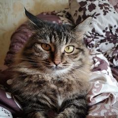 Подробнее об объявлении «Пропала кошка Мытищи» Фото: пропала кошка  «Пропала кошка Мытищи» в г. Мытищи