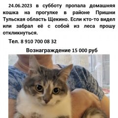 Подробнее об объявлении «Щекино Пропала кошка домашняя кошка в лесу» Фото: пропала кошка  «Щекино Пропала кошка домашняя кошка в лесу» в г. Щекино