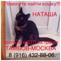 Подробнее об объявлении «Пропала кошка Москва» Фото: пропала кошка  «Пропала кошка Москва» в г. Москва