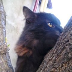 Подробнее об объявлении «Геленджик Пропал кот» Фото: пропала кошка  «Геленджик Пропал кот» в г. Геленджик