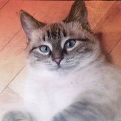 Подробнее об объявлении «Пропала кошка деревня березово Михайлов» Фото: пропала кошка  «Пропала кошка деревня березово Михайлов» в г. Михайлов