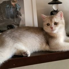 Подробнее об объявлении «Пропал кот помогите найти тони  Москва» Фото: пропала кошка >  Скоттиш фолд (шотландская вислоухая) и  скоттиш страйт «Пропал кот помогите найти тони  Москва» в г. Москва