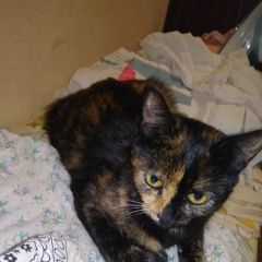 Подробнее об объявлении «Подольск Пропала кошка» Фото: пропала кошка  «Подольск Пропала кошка» в г. Подольск