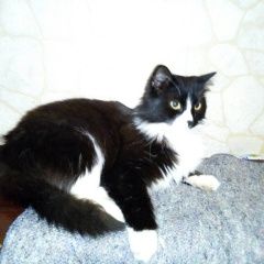Подробнее об объявлении «Нижний Новгород Пропал кот» Фото: пропала кошка  «Нижний Новгород Пропал кот» в г. Нижний Новгород