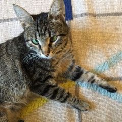 Подробнее об объявлении «Пропала кошка Москва» Фото: пропала кошка  «Пропала кошка Москва» в г. Москва