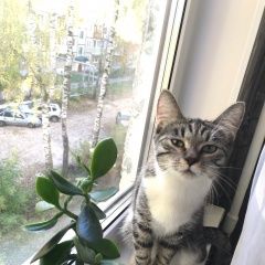 Подробнее об объявлении «Владимир Пропала кошка» Фото: пропала кошка  «Владимир Пропала кошка» в г. Владимир