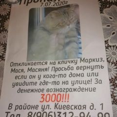Подробнее об объявлении «Пропал кот Туапсе» Фото: пропала кошка Британская короткошерстная кошка «Пропал кот Туапсе» в г. Туапсе