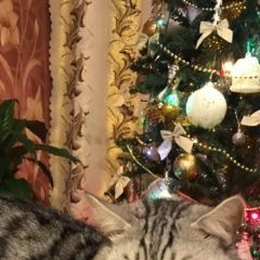 Подробнее об объявлении «Пропал кот семён - сёма Нарофоминск» Фото: пропала кошка  «Пропал кот семён - сёма Нарофоминск» в г. Нарофоминск