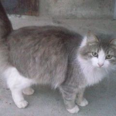 Подробнее об объявлении «Нижний Новгород Пропал кот» Фото: пропала кошка  «Нижний Новгород Пропал кот» в г. Нижний Новгород