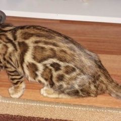 Подробнее об объявлении «Пропала кошка варя Москва» Фото: пропала кошка Бенгальская «Пропала кошка варя Москва» в г. Москва