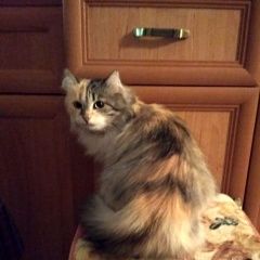 Подробнее об объявлении «Пропала кошка красавица лили Москва» Фото: пропала кошка  «Пропала кошка красавица лили Москва» в г. Москва