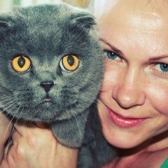 Подробнее об объявлении «Таганрог Пропал кот ик» Фото: пропала кошка Шотландская вислоухая «Таганрог Пропал кот ик» в г. Таганрог