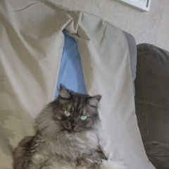 Подробнее об объявлении «Пропал кот Москва» Фото: пропала кошка Сибирская «Пропал кот Москва» в г. Москва