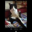 Подробнее об объявлении «Подольск Пропал кот вася» Фото: пропала кошка  «Подольск Пропал кот вася» в г. Подольск