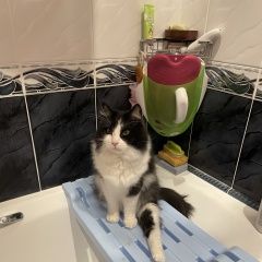 Подробнее об объявлении «Пропал кот мишка Чехов» Фото: пропала кошка  «Пропал кот мишка Чехов» в г. Чехов