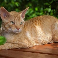 Подробнее об объявлении «Чехов Пропал кот» Фото: пропала кошка Девон-рекс «Чехов Пропал кот» в г. Чехов