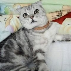 Подробнее об объявлении «Пропал кот Энгельс» Фото: пропала кошка Шотландская вислоухая «Пропал кот Энгельс» в г. Энгельс
