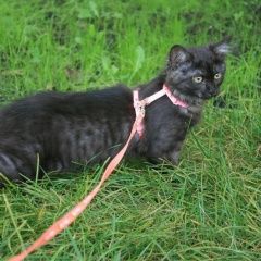 Подробнее об объявлении «Пропала кошка Москва» Фото: пропала кошка  «Пропала кошка Москва» в г. Москва