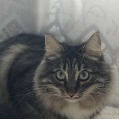 Подробнее об объявлении «Пушкино Пропала кошка» Фото: пропала кошка  «Пушкино Пропала кошка» в г. Пушкино