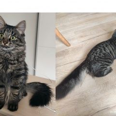 Подробнее об объявлении «Пропала кошка просим помощи в поисках кошки Бердск» Фото: пропала кошка  «Пропала кошка просим помощи в поисках кошки Бердск» в г. Бердск