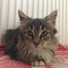 Подробнее об объявлении «Пропала кошка Мытищи» Фото: пропала кошка  «Пропала кошка Мытищи» в г. Мытищи