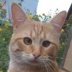 Подробнее об объявлении «Пропал котик 1, 5 года Москва» Фото: пропала кошка  «Пропал котик 1, 5 года Москва» в г. Москва