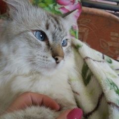 Подробнее об объявлении «Курган Пропал кот» Фото: пропала кошка  «Курган Пропал кот» в г. Курган