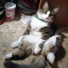 Подробнее об объявлении «Нижний Новгород Пропал кот джек» Фото: пропала кошка  «Нижний Новгород Пропал кот джек» в г. Нижний Новгород