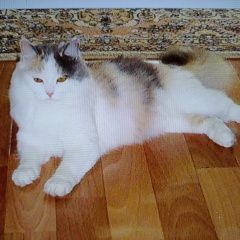 Картинка пропала кошка В городе Саяногорск пропала кошка. Саяногорск