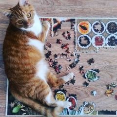 Подробнее об объявлении «Пропал кот Москва» Фото: пропала кошка  «Пропал кот Москва» в г. Москва