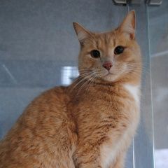 Подробнее об объявлении «Нижний Новгород Пропал кот» Фото: пропала кошка  «Нижний Новгород Пропал кот» в г. Нижний Новгород