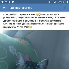 Подробнее об объявлении «Курган Пропала кошка» Фото: пропала кошка  «Курган Пропала кошка» в г. Курган