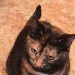 Подробнее об объявлении «Пропала кошка муся Москва» Фото: пропала кошка  «Пропала кошка муся Москва» в г. Москва