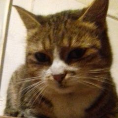 Подробнее об объявлении «Пропала кошка Калуга» Фото: пропала кошка  «Пропала кошка Калуга» в г. Калуга