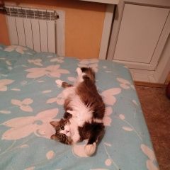 Подробнее об объявлении «Иркутск Пропала кошка в марата» Фото: пропала кошка Сибирская «Иркутск Пропала кошка в марата» в г. Иркутск