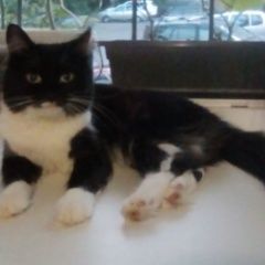 Подробнее об объявлении «Пропала кошка район маяка. просим помощи Орехово-Зуево» Фото: пропала кошка  «Пропала кошка район маяка. просим помощи...» в г. Орехово-Зуево