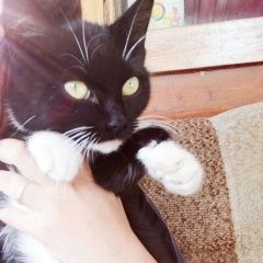 Подробнее об объявлении «Курган Пропала кошка» Фото: пропала кошка  «Курган Пропала кошка» в г. Курган