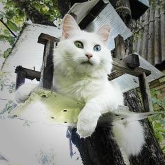 Подробнее об объявлении «Пропала кошка белая разноглазка метис турецкая ангора Можайск» Фото: пропала кошка Турецкая ангора «Пропала кошка белая разноглазка метис турецкая...» в г. Можайск