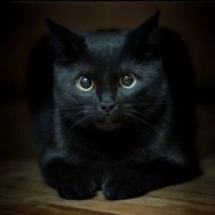 Подробнее об объявлении «Екатеринбург Пропала кошка в р-не буревестн черн. кошка» Фото: пропала кошка  «Екатеринбург Пропала кошка в р-не буревестн...» в г. Екатеринбург