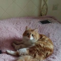 Подробнее об объявлении «Пропал кот рыже-белый кот в Троицк» Фото: пропала кошка  «Пропал кот рыже-белый кот в Троицк» в г. Троицк