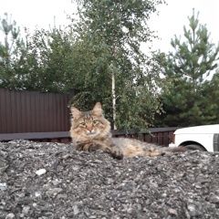 Подробнее об объявлении «Пропал кот Пущино» Фото: пропала кошка  «Пропал кот Пущино» в г. Пущино